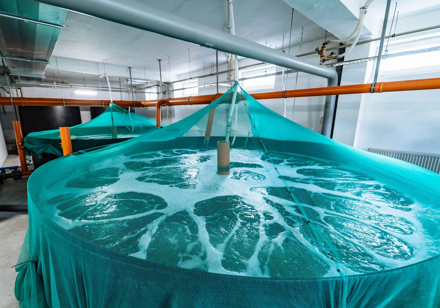 Innovative Materials and Alternatives for a Microplastic-Free Future