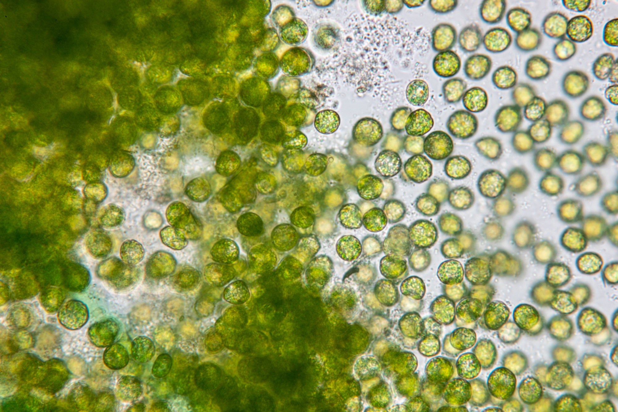 The Hidden Dangers of Microplastics in the Food Chain