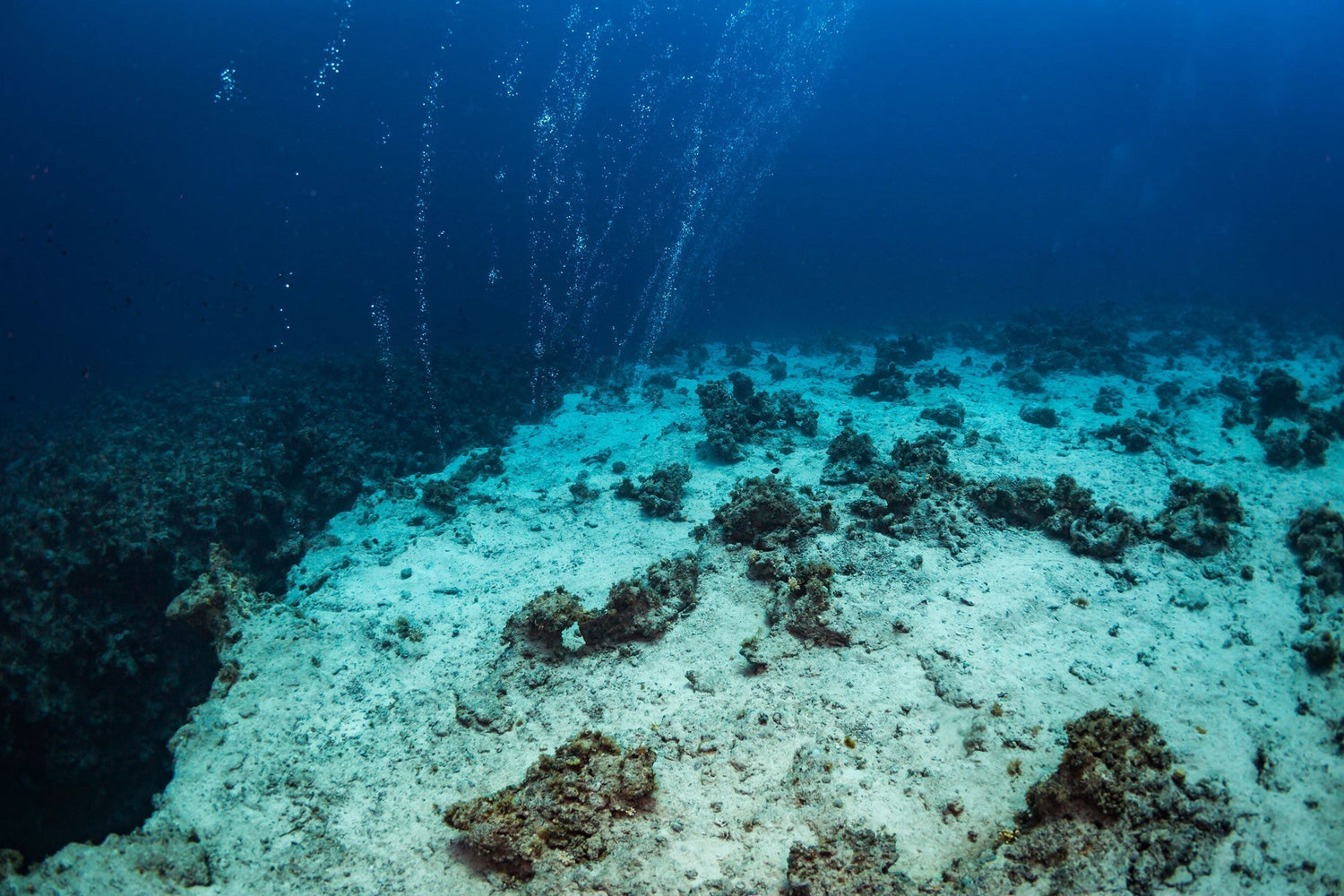 The Role of Microplastics in the Global Carbon Cycle